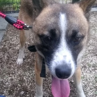 【里親様決定❗】フレンドリーで可愛いワンコ