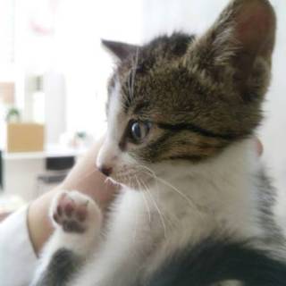 小さなにゃんこ♪トライアル決定！