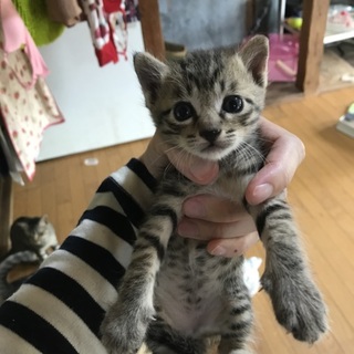 緊急!キジトラ捨て猫三匹