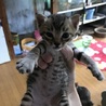 緊急!キジトラ捨て猫三匹 サムネイル2