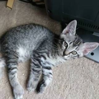 3匹の子猫ちゃん♡