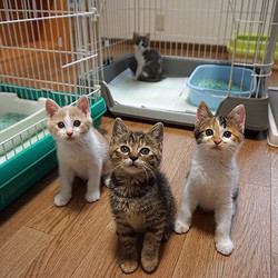 犬と猫の譲渡会