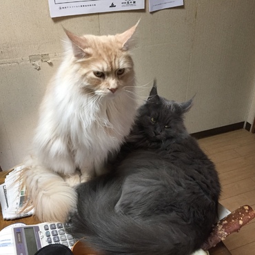 とっつぁんが撮影した小梅さん・虎鉄写真①