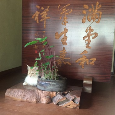 とっつぁんが撮影した写真②　玄関先の虎鉄。