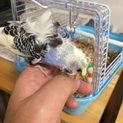 ハゴロモセキセイインコ　2017年５月上旬誕生