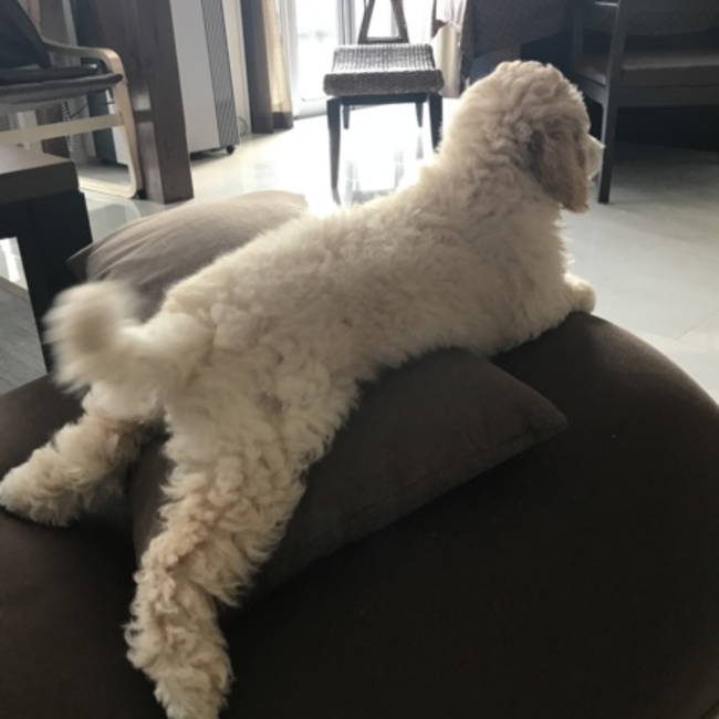 mo_ca_oのカバー写真