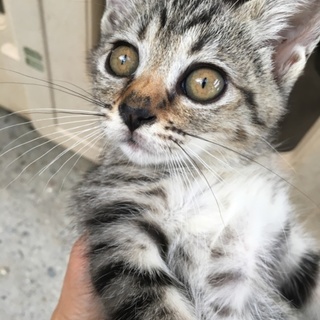 徳島県阿波市で捨てられた6兄妹の里親さん探し