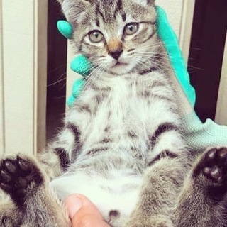 徳島県阿波市で捨てられていた兄妹の里親さん探し