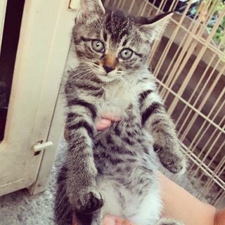 徳島県阿波市で捨てられていた兄妹の里親さん探し