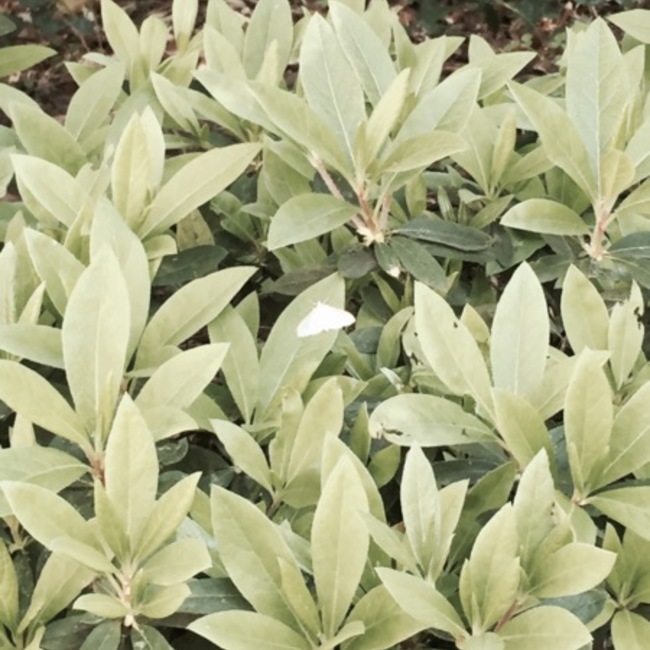 okapiyoshioriのカバー写真