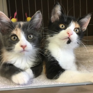 ふくふく子猫たちの家族になってください♫