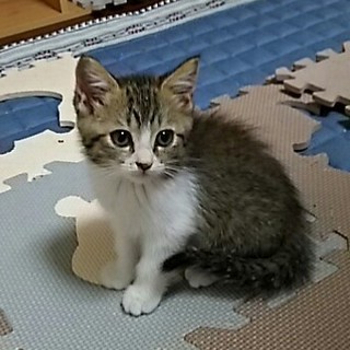 フワフワつばきちゃん、家族募集中