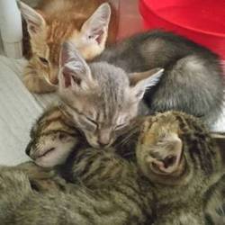 7月15日(土)に、愛知県豊橋市で譲渡会！