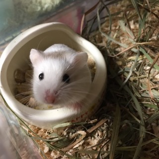 ロボロフスキーハムスター ホワイト オス1匹