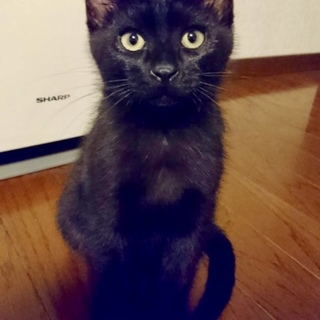 黒猫 ♪　2ヶ月位