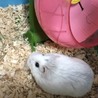 ロボロフスキーハムスター ホワイト オス1匹 サムネイル2