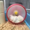 ロボロフスキーハムスター ホワイト オス1匹 サムネイル3