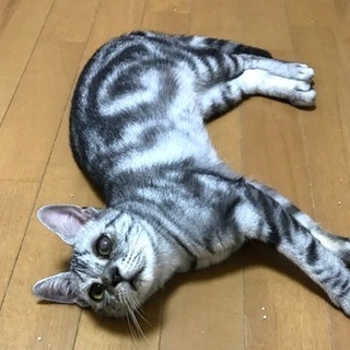 穏やかな控えめに甘えてくる子です。