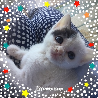 仲良し４兄妹三毛ちゃん