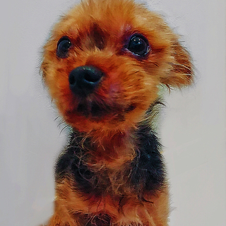 素敵なご家族に、巡り会えたら嬉しいです。