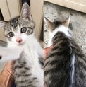 徳島県阿波市で捨てられていた子猫の里親さん探し