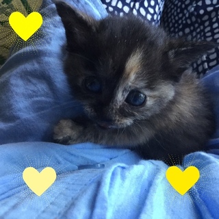 仲良し4兄妹さびちゃん