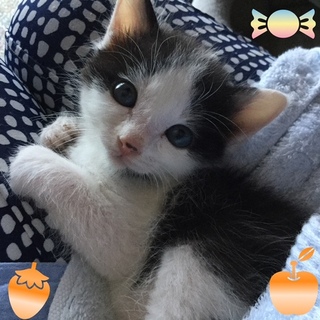 仲良し４兄妹はっちゃん