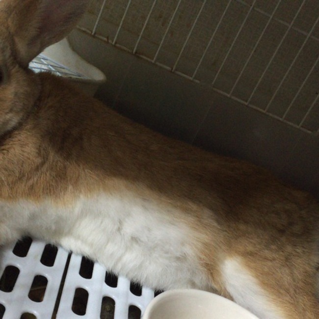 wankosoba09のカバー写真
