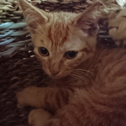 三鷹で猫の譲渡会を行います。❤️