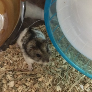 (交渉中)パイドジャンガリアン 4月生まれの男の子