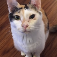 ブーブー