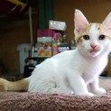 しろちゃん。里親会で待ってます！