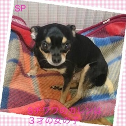 非営利動物保護団体ととのん『ととのんハウス』