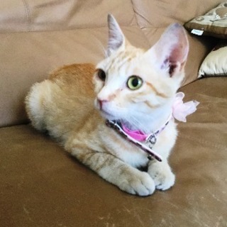 チャップ　　７ヶ月くらいの男の子