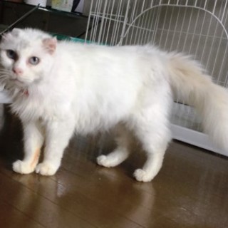 メイ　　推定１０歳のメス