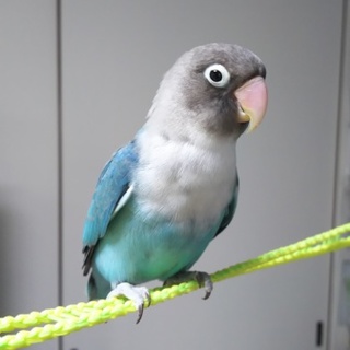 ありがとうございました  里親さん決まりました