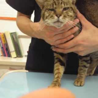 虐待に当たった子です。