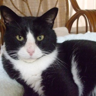 トスカ　　　推定３歳の男の子