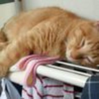 撫でてもらうことが大好きな　ちゃん太くんです