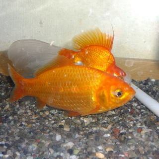 ☆仲良し金魚２匹の里親さん募集（仲介）☆