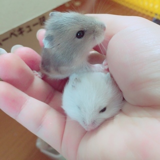 ジャンガリアンハムスターの赤ちゃん