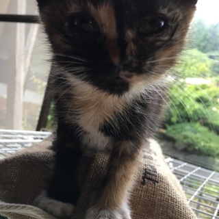 子猫の里親さん募集