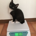 生活保護世帯の多頭飼育崩壊にて保護‼️