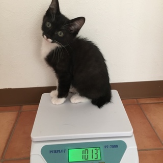 生活保護世帯の多頭飼育崩壊にて保護‼️
