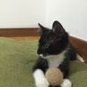 生活保護世帯の多頭飼育崩壊にて保護‼️ サムネイル2