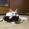 生活保護世帯の多頭飼育崩壊にて保護‼️ サムネイル4