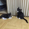 生活保護世帯の多頭飼育崩壊にて保護‼️ サムネイル6