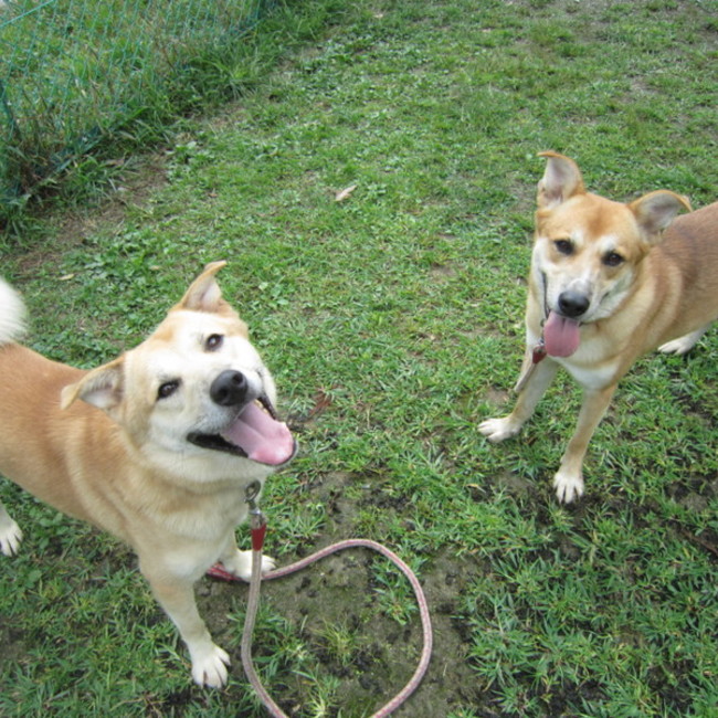 J-taz'sアニマルシェルターのカバー写真