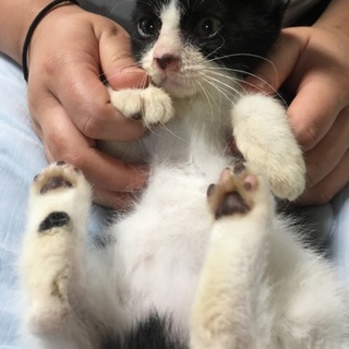 かわいい ハチワレの男の子  2ヵ月 