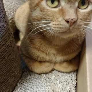 甘えんぼうの可愛いきいくんの里親さん募集中♡